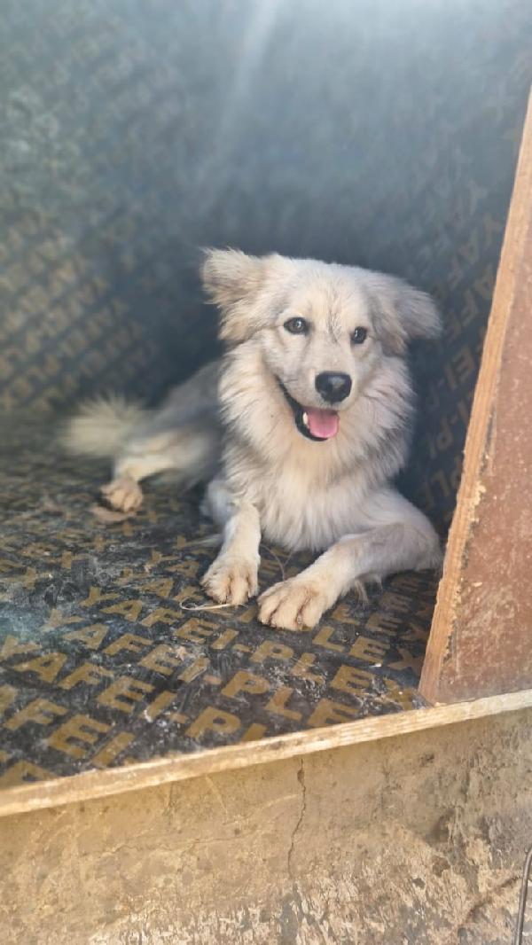 Yorgo, un tenero simil volpino Foto 7